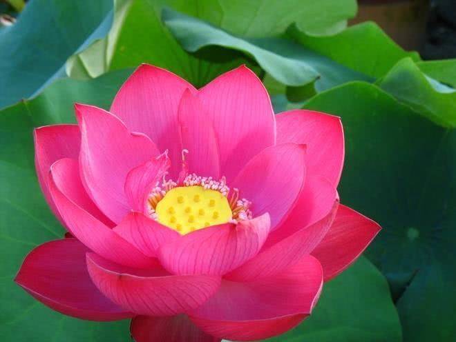 2020鼠年4月生肖属鸡人的桃花运好吗,平静且和谐
