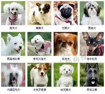 狗狗名字大全洋气点的,狗狗的名字可爱洋气