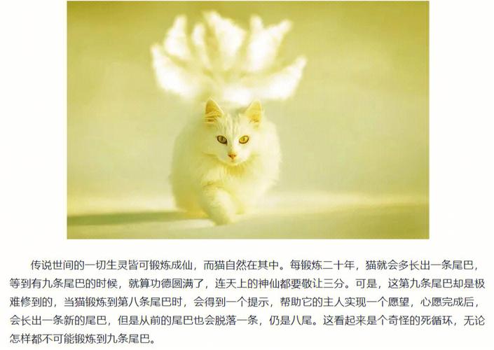 梦见九尾猫