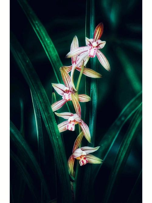 兰花花语是什么?各种兰花的花语是什么?