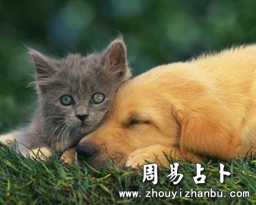 女人梦见猫和狗是什么意思