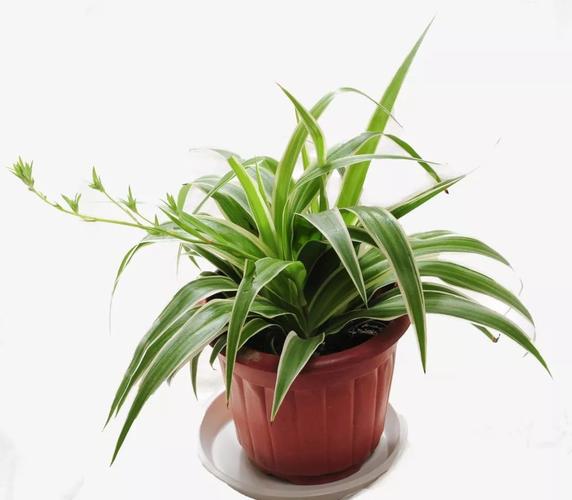 适合室内培植的小植物