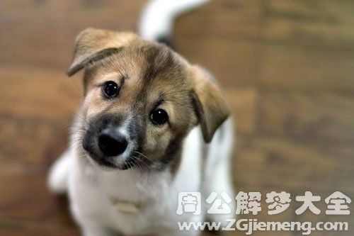 梦见到处找狗