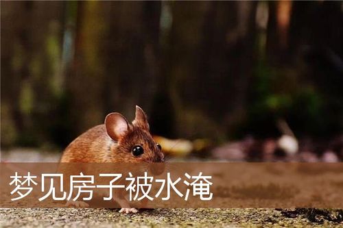 梦见水冲房子