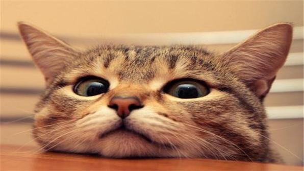 梦见猫是什么预兆