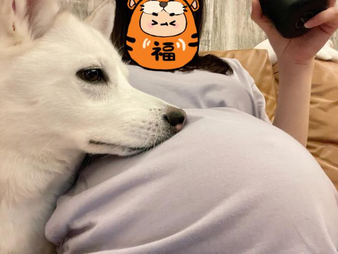 属狗女卧室放什么可以助孕气