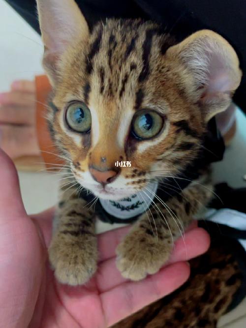 梦见猫打败老虎