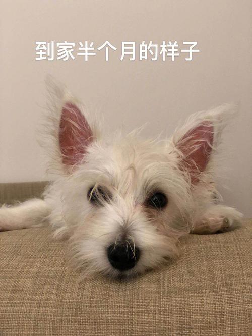 狗丢了又回来是吉兆,狗上门是吉兆