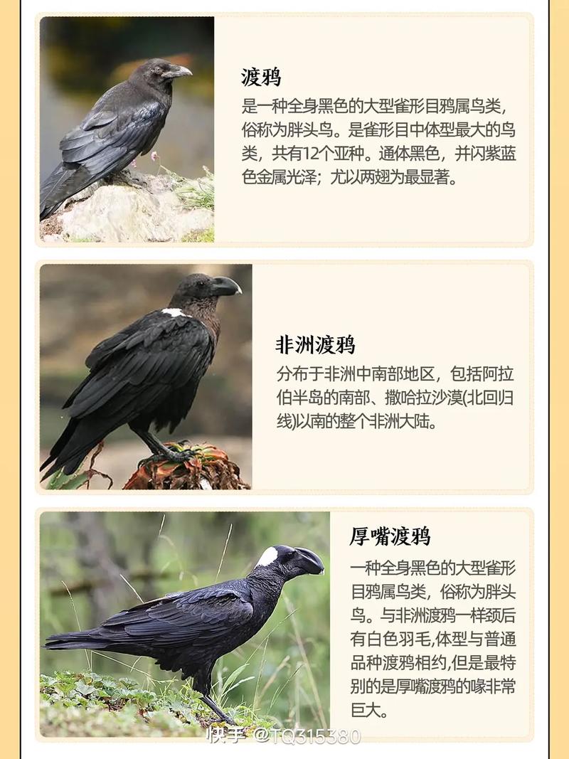 梦见两只乌鸦是什么意思