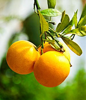 梦见橘子累累挂枝头