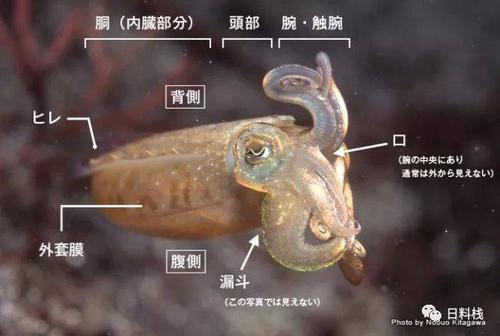 梦见墨鱼在游泳是什么意思