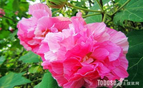 梦见芙蓉花