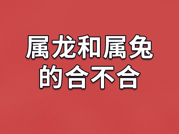 属兔和属龙的属相适合做夫妻