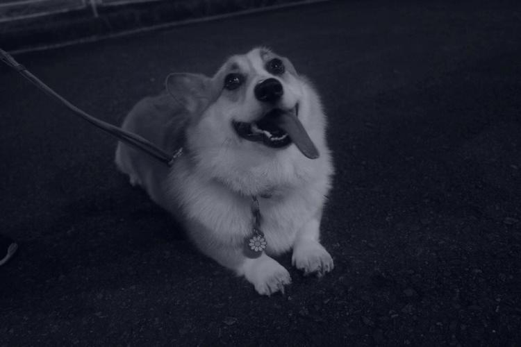 属狗和对象压马路姿势