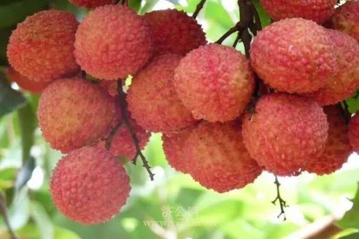 梦见荔枝周公解梦,梦见荔枝是什么意思?