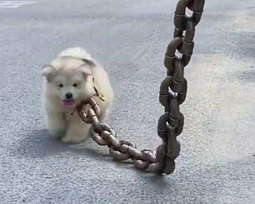 梦见狗栓链子