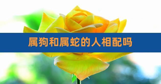 男蛇女狗属相合不合