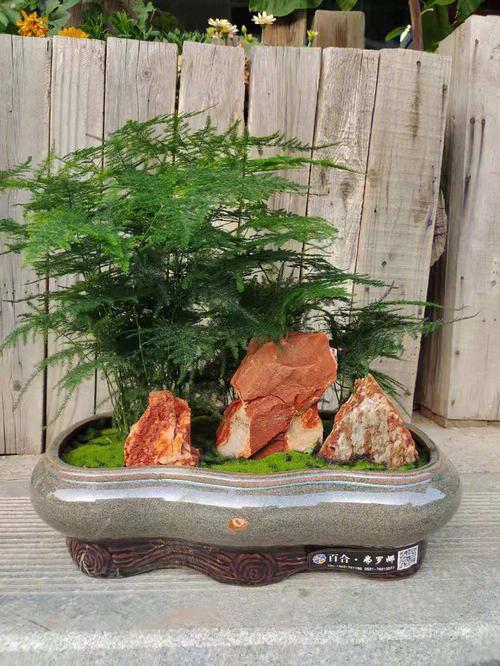 文竹的花语象征永恒