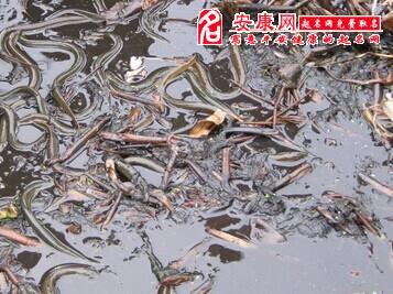 梦见死蛇在碗里