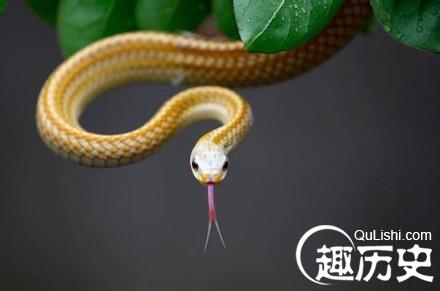 梦见拉出一条龙和一条蛇