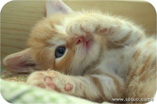 梦见一只猫缠着自己是什么意思
