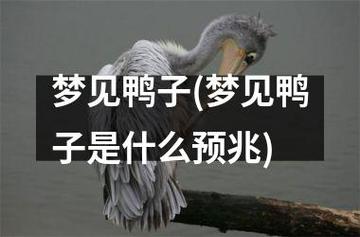 梦见鸭子周公解梦,梦见鸭子是什么意思?