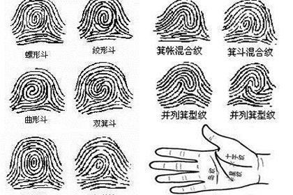 指纹怎样看一个人性格
