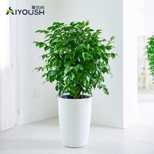 办公室种植绿宝树的风水好吗?绿宝树对风水有什么影响?