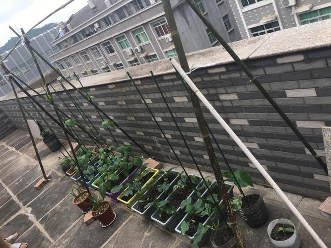 梦见四季豆秧爬满墙