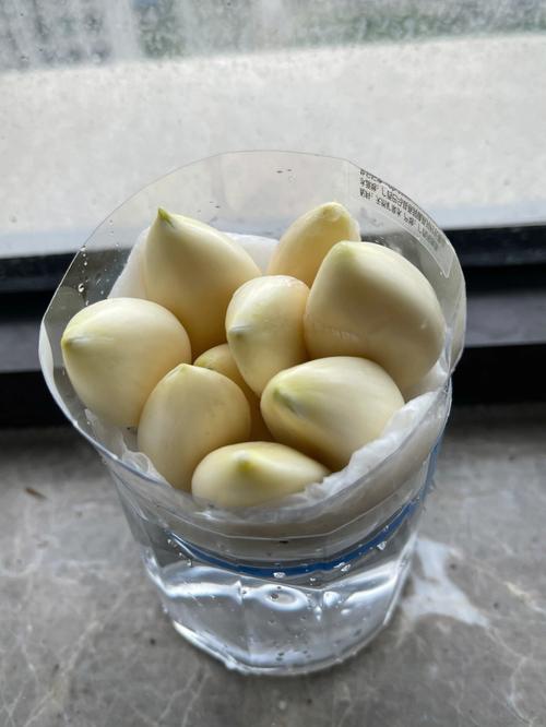 梦见种大蒜怎么回事