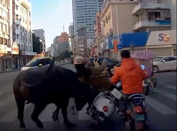 梦到牛发狂撞人有什么预兆