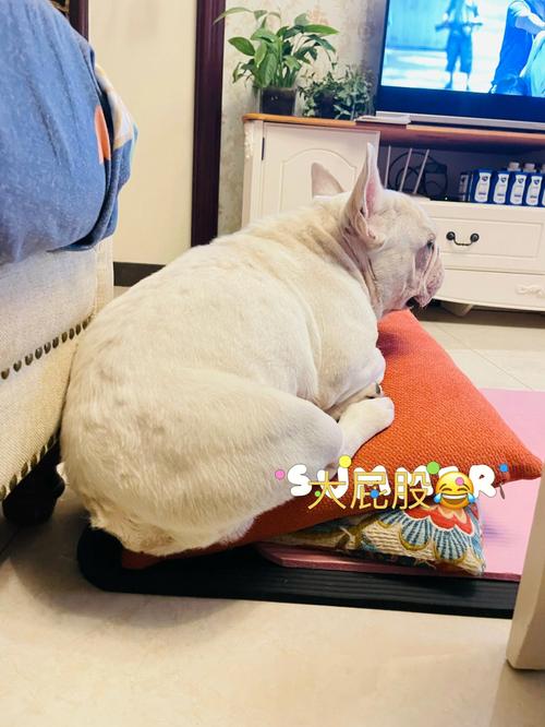为什么说猪狗不到头