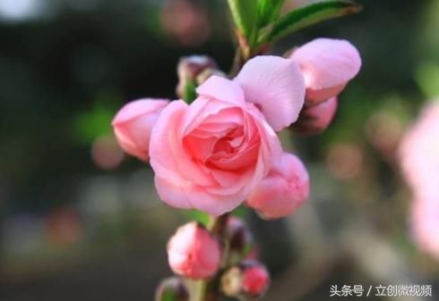 出生时辰看桃花运何时来