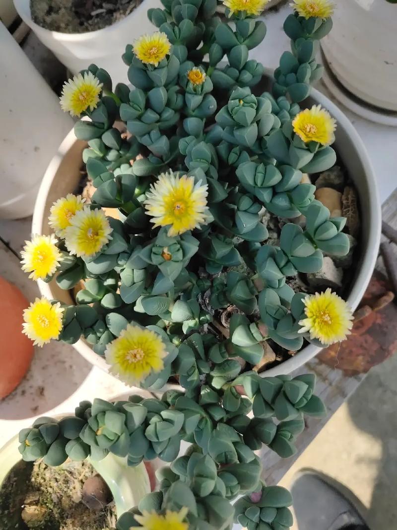 梦见一盆花草是什么意思?