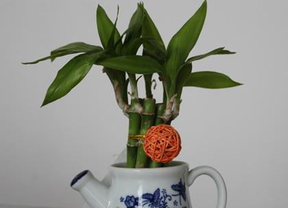 什么植物可以开运旺宅
