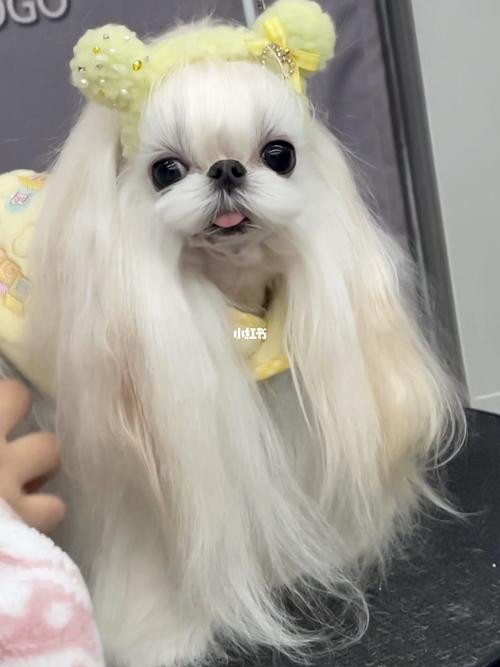 属狗女会因为什么而剪掉长发