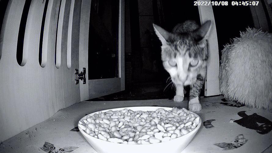 梦见蛆和猫