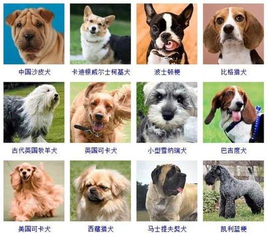 宠物狗起什么名字好听