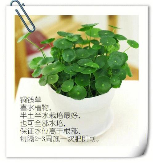 办公室忌讳放什么植物