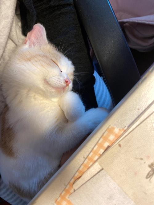 女性梦见小猫很粘人