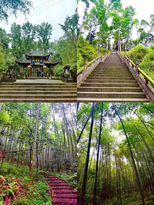 梦见竹林中漫步