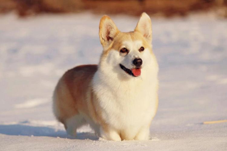 比较适合家养的小型犬有哪些