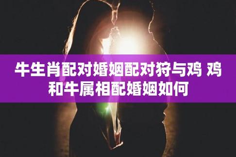 属鸡和属牛的婚配如何