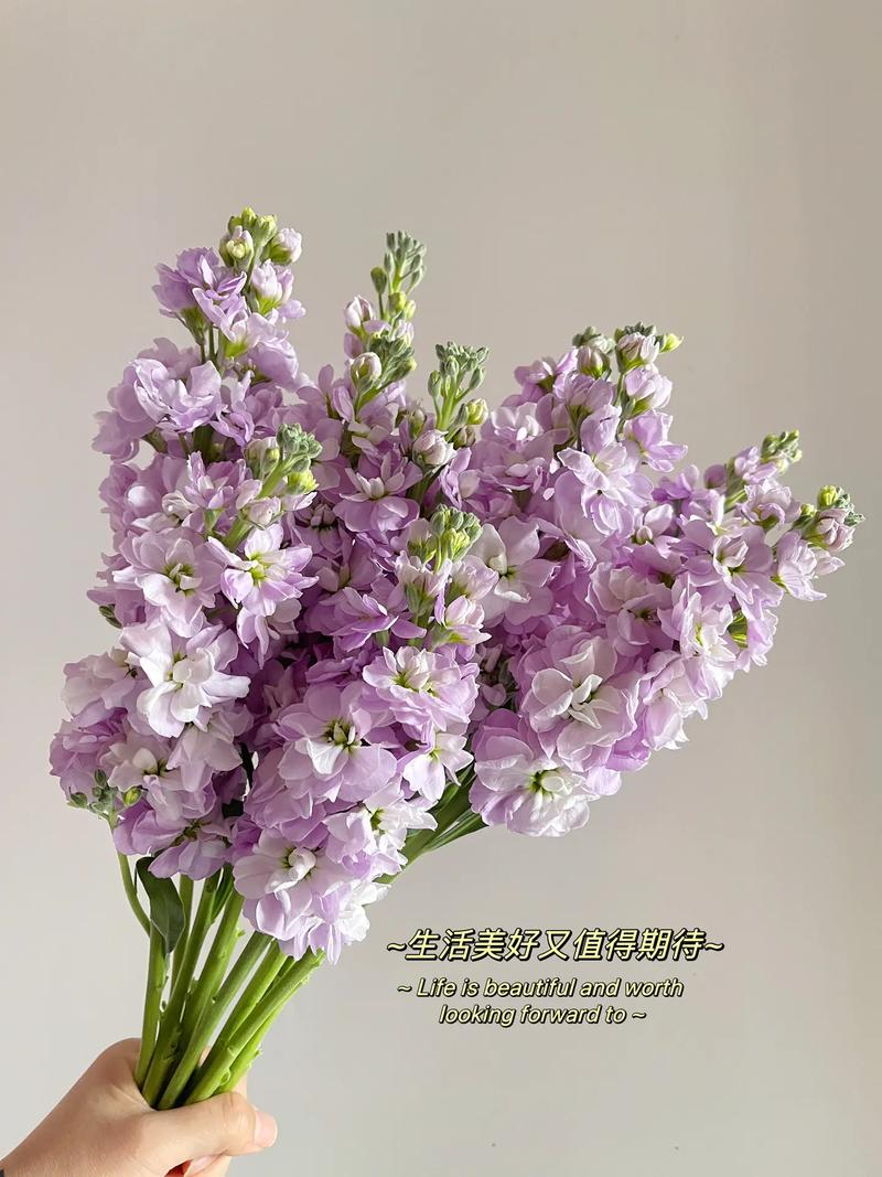 紫罗兰的花语