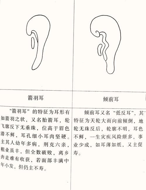 箭羽耳耳朵图片解析