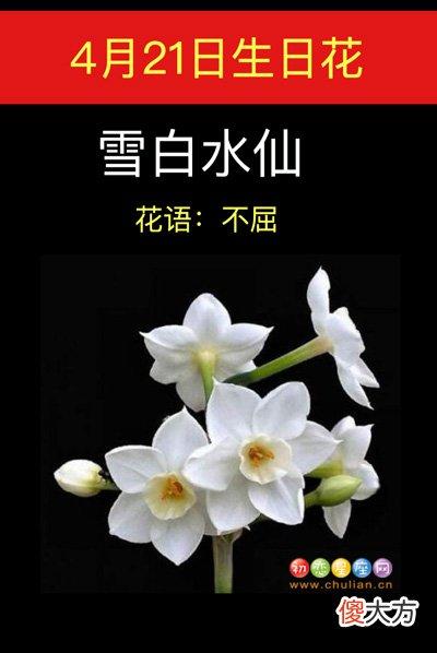 4月21日生日花语:雪白水仙