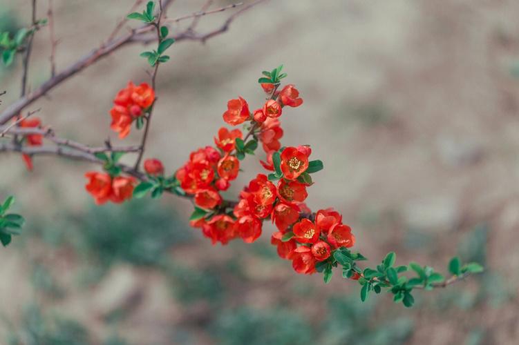 木瓜花的花语是什么?