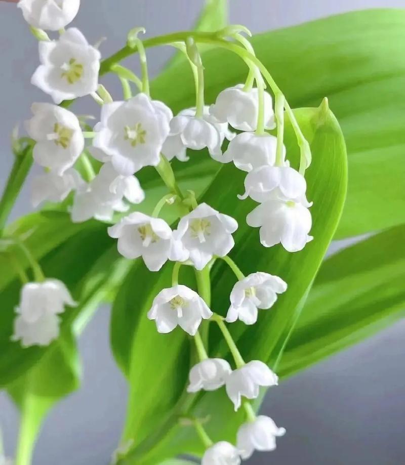 白色铃兰花语,你知道是什么吗