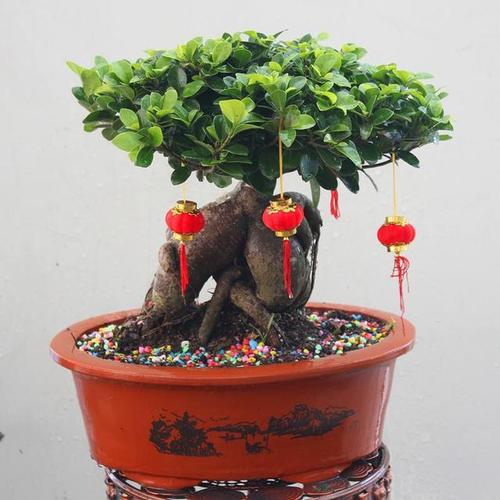 榕树盆景好不好?有什么风水作用?