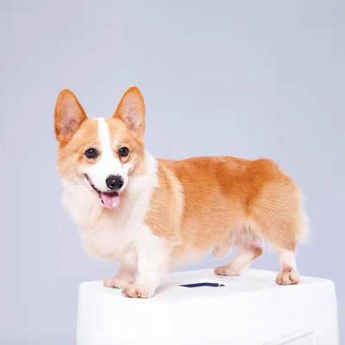 给宠物取什么名字好听回头率超高